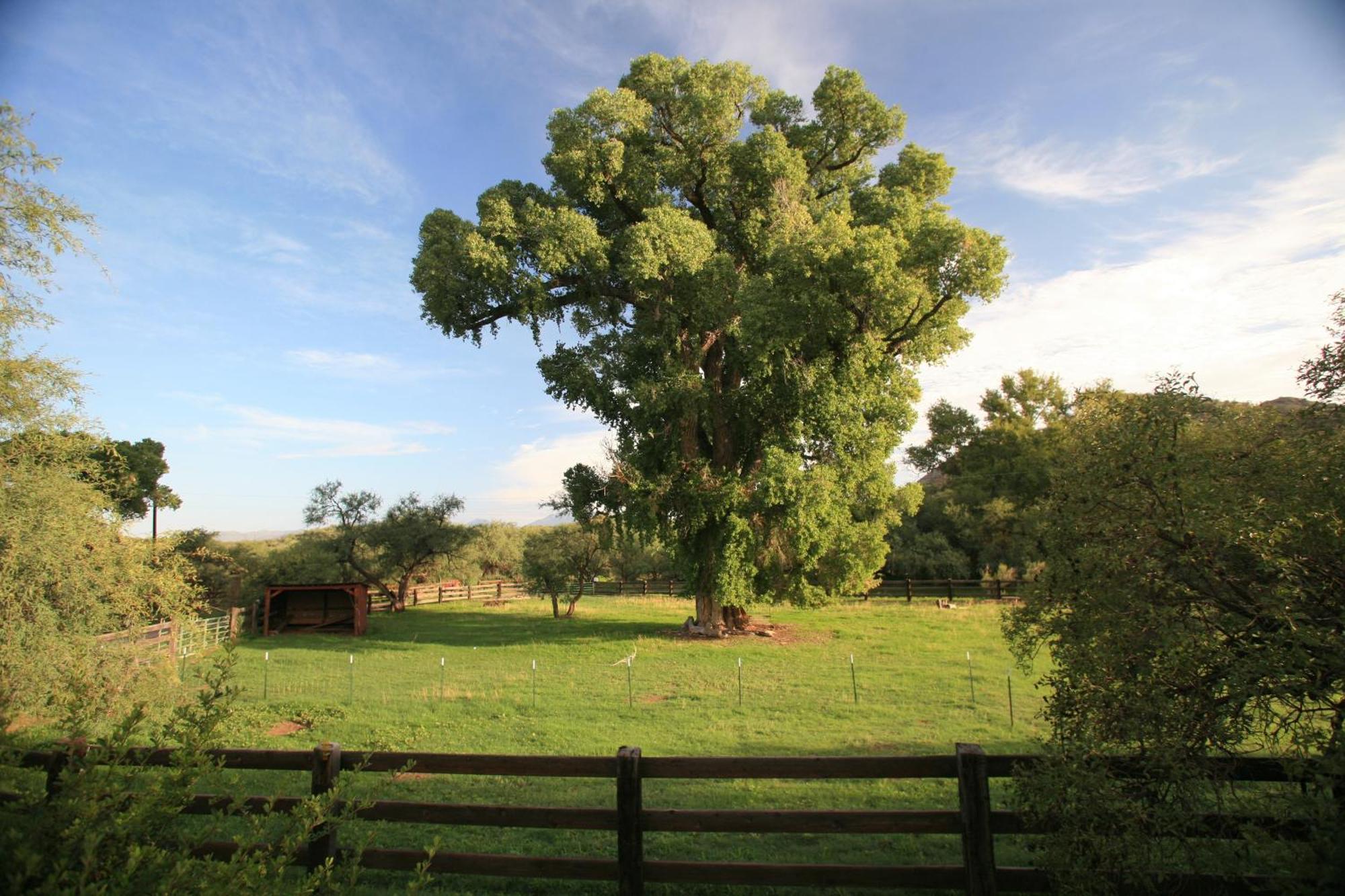Spirit Tree Inn B&B Patagonia Εξωτερικό φωτογραφία